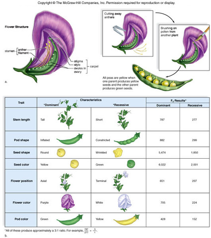 Mendel - works on inheritance of traits in pea plants