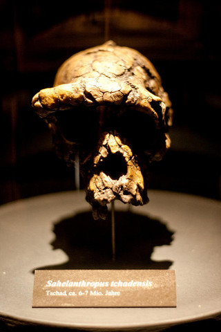 Sahelanthropus tchadensis fossil