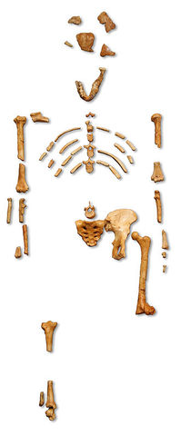 Australopithecus afarensis "Lucy" fossil discovered
