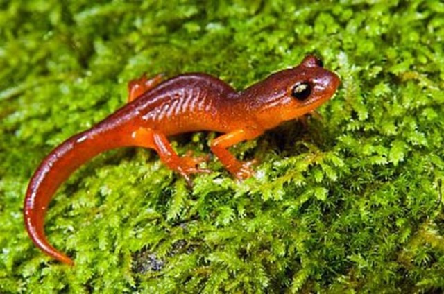 Ensatina described as a ring species