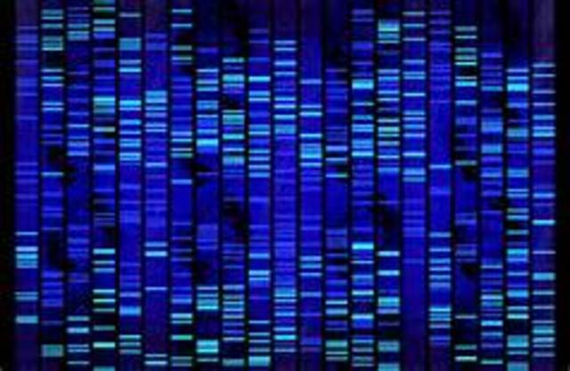 Human genome is fully sequenced