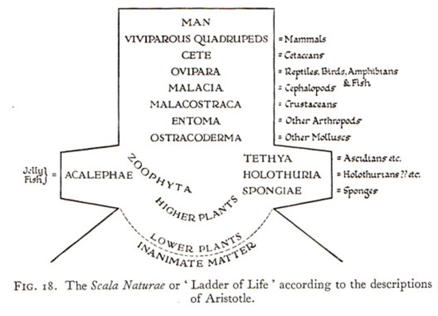 aristotles scala naturae 476 AD