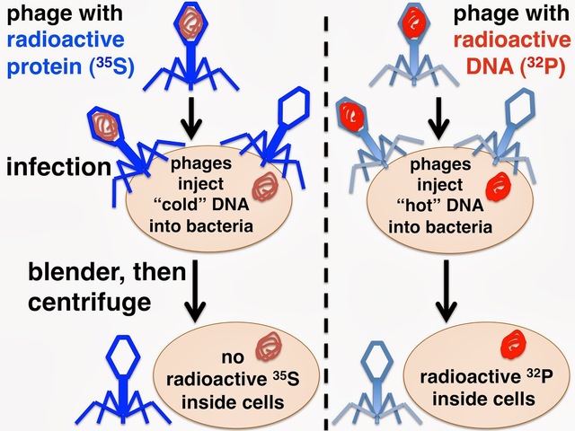 Hershey-Chase experiments are published: