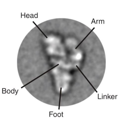 Spliceosome Discovery