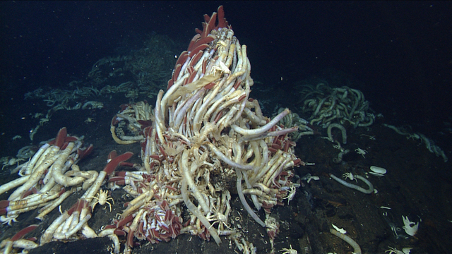 Deep sea hydrothermal vents and associated life around them are discovered