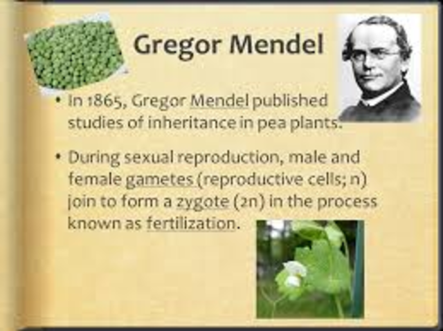 Gregor Mendel was the man that discovered the fundamental laws of inheritance