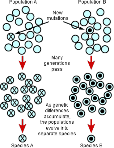 Genetics and the origin of Species: