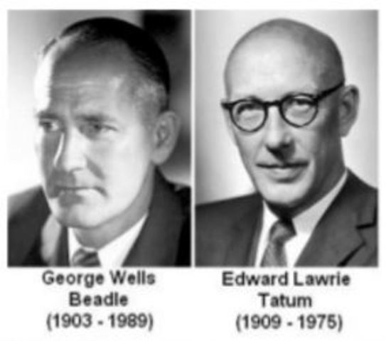 One gene-one enzyme hypothesis