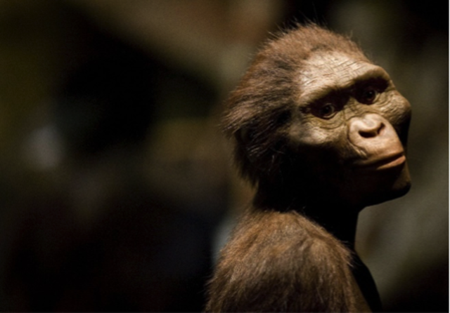 Australopithicus afarensis nicknamed “lucy” fossil discovered