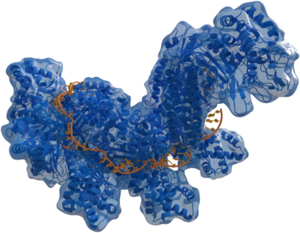 CRISPR/Cas9 identified and described