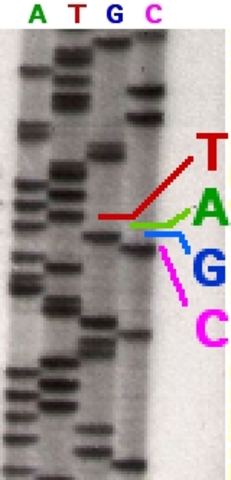 Sanger Sequencing