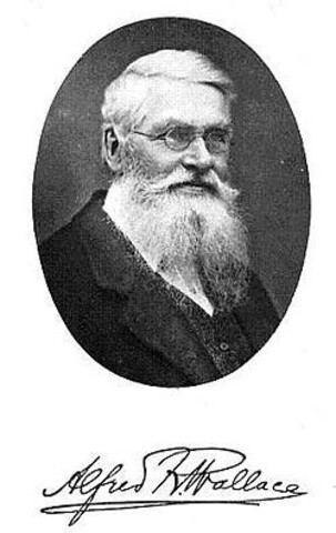Alfred Russel Wallace published ideas of evolutionary processes