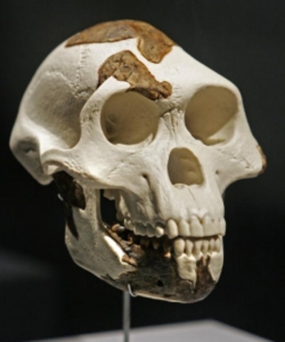 Australopithicus afarensis nicknamed “lucy” fossil discovered