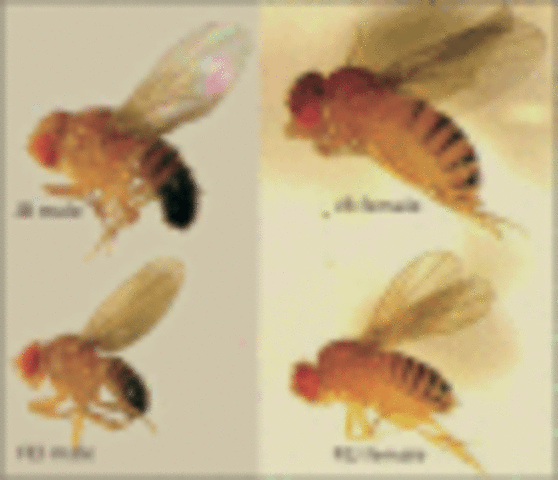 “Reproductive isolation as a consequence of adaptive divergence in Drosophila pseudoobscrura” published.