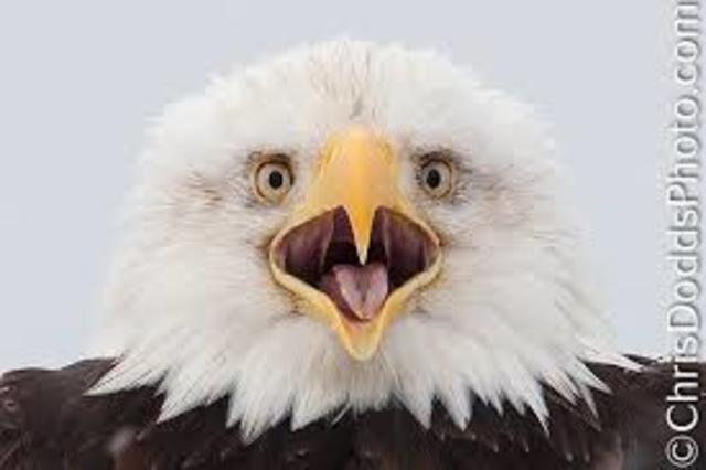 Bald Eagle gets taken off the endangered list