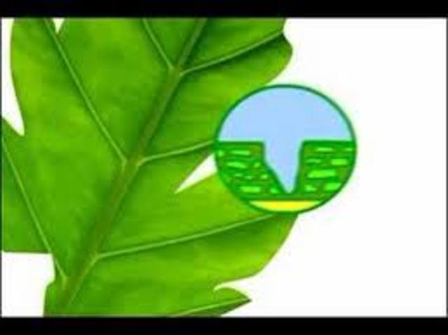 APARICIÓN DEL PROCESO DE FOTOSINTESIS