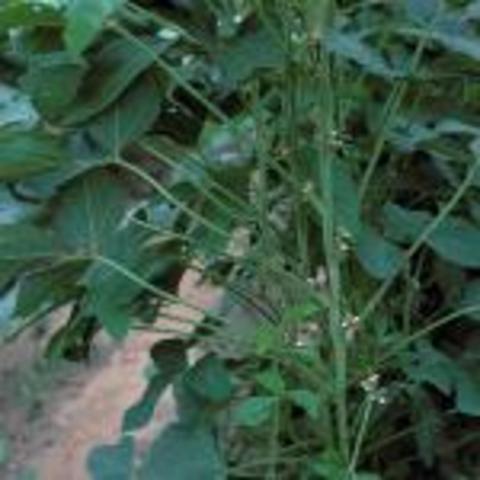 Agricultural Adjustment Act