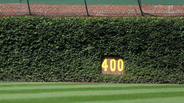 The Famous Wrigley Field Ivy Planted Along Outfield Wall