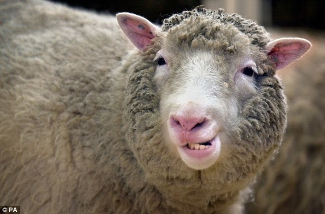 Dolly the Sheep
