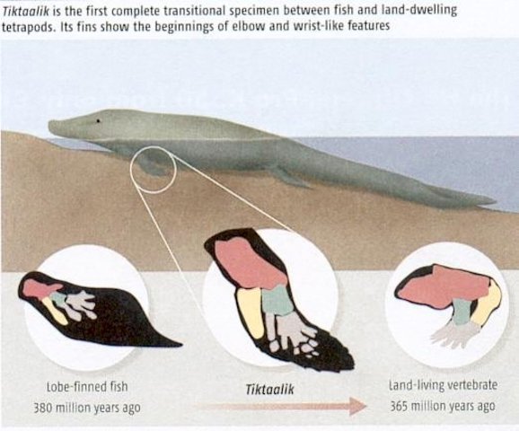Silurian Period 435-395 MYA