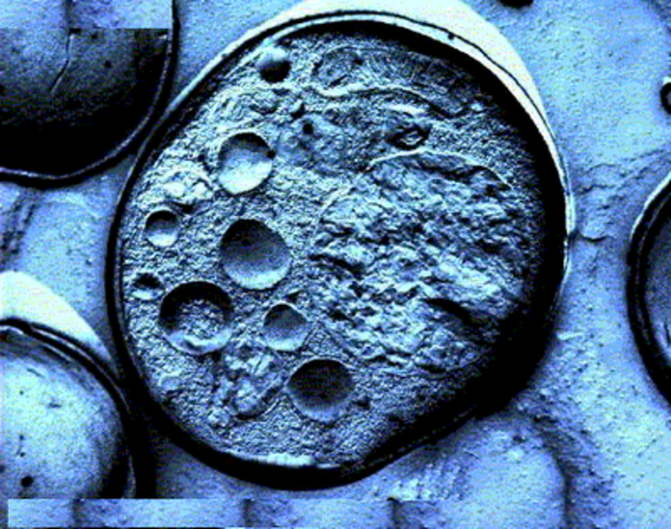 Bateig de la cèl·lula