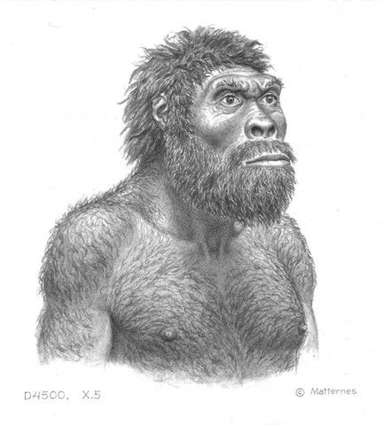 Homo Ergaster