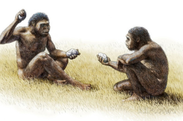 Paranthropus Robustus