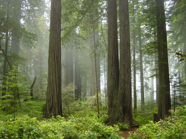 redwood forests