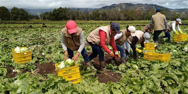 Surge el proyecto formativo dirigido al sector campesino