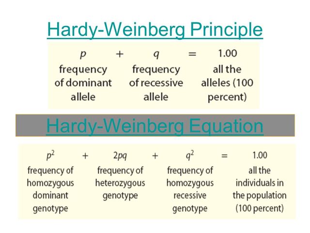 Hardy and Weinberg independently develop the Hardy-Weinberg equation for determining allele frequencies in populations