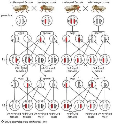 T. Hunt Morgan discovers sex-linkage