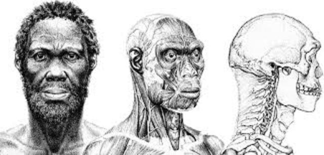 Homo denisova fossil discovered