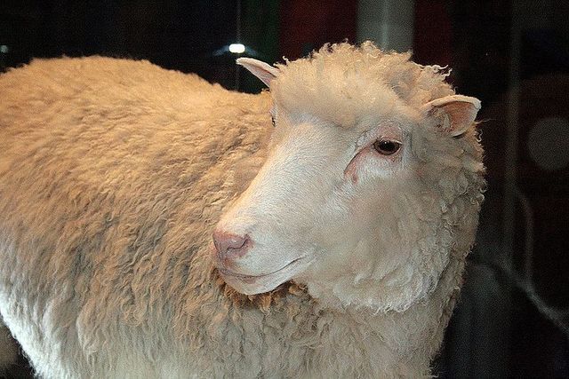 Dolly the sheep is cloned