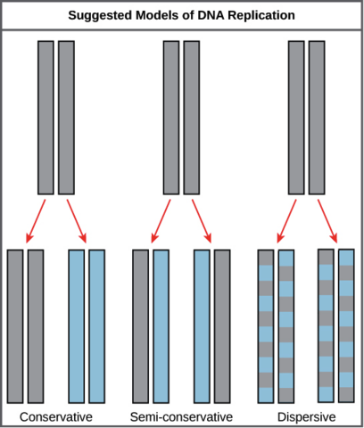 Meselson and Stahl work with DNA replication