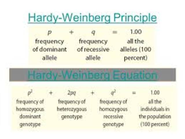 Hardy and Weinberg independently develop the Hardy-Weinberg equation for determining allele frequencies in populations