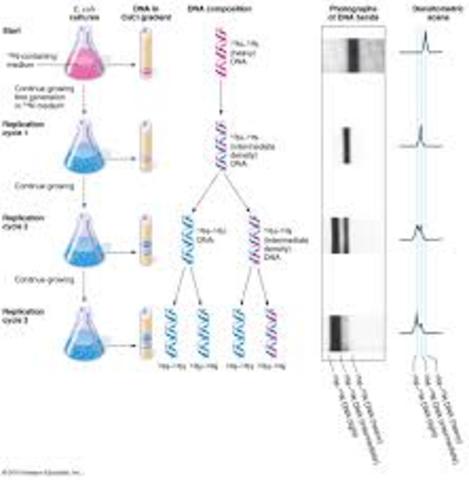 Meselson and Stahl work with DNA replication