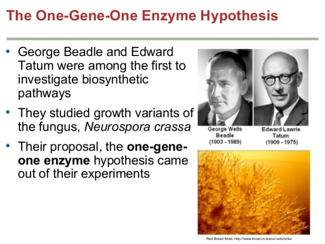 Beadle and Tatum publish the 1 gene-1 enzyme hypothesis