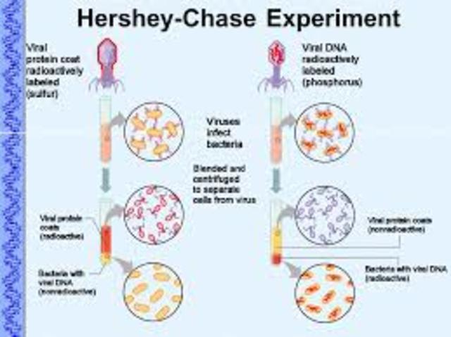 Hershey-Chase experiments are published: