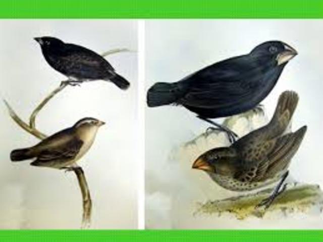 The Voyage of the HMS Beaglee in Drosophila pseudoobscrura” published.