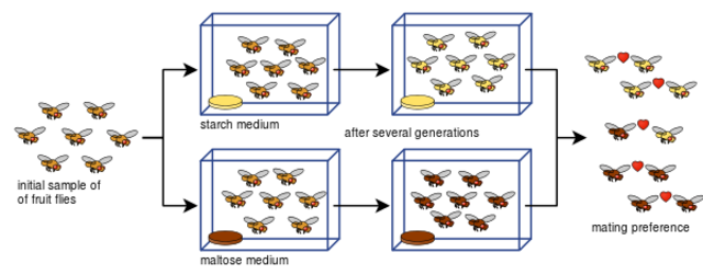 “Reproductive isolation as a consequence of adaptive divergence in Drosophila pseudoobscrura”