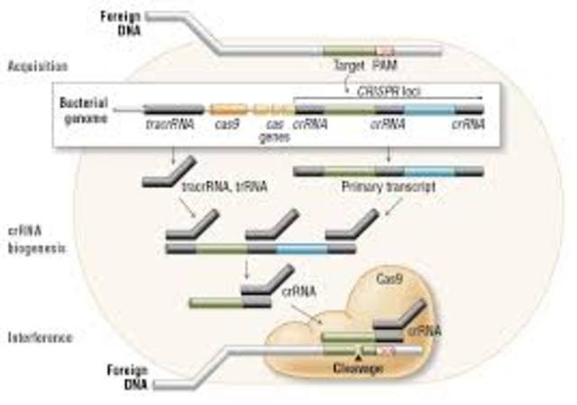 CRISPr/CAS9 is identified and described