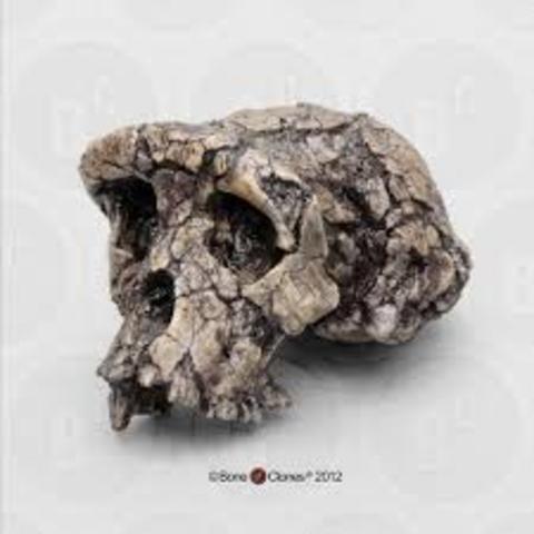 2001- Sahelanthropus tchadensis fossil discovered
