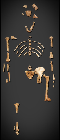 1978-  Australopithecus afarensis nicknamed “Lucy” fossil discovered