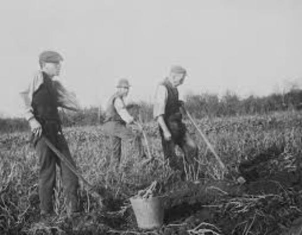 Vocational Agriculture