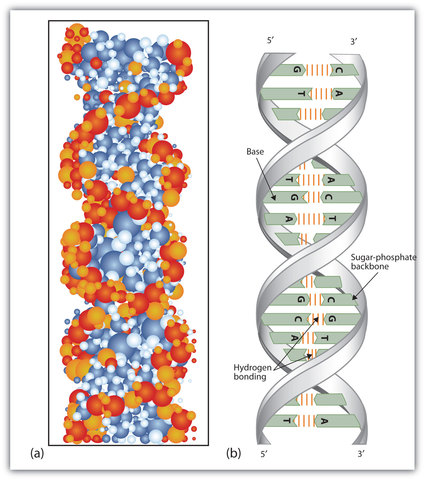1953-  Watson and Crick propose the double helix model of DNA structure