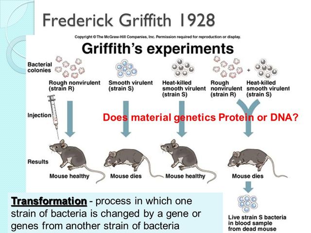 1928-  Frederick Griffith describes the process of transformation