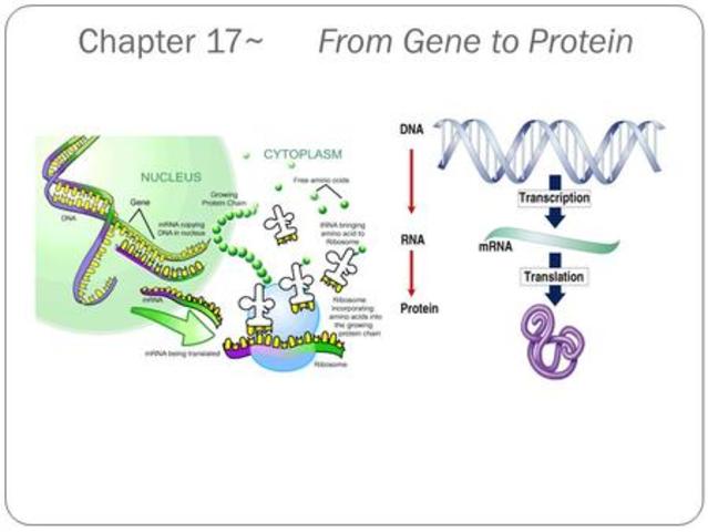 1941-- Beadle and Tatum publish the 1 gene-1 enzyme hypothesis