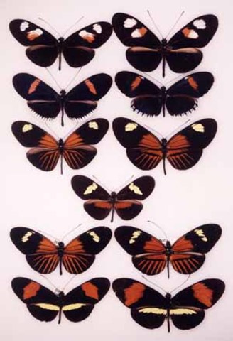 1942-  Ernst Mayr develops the Biological Species Concept