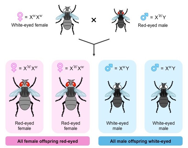 1910-  T. Hunt Morgan discovers sex-linkage