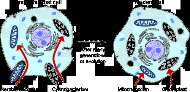 1967-  Endosymbiosis is described by Lynn Margulis